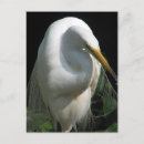 Recherche de héron blanc cartes postales Sauvage