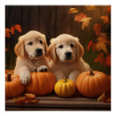 Recherche de chiot golden retriever posters Animal de compagnie