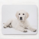 Recherche de chiots golden retriever tapis souris Mignon