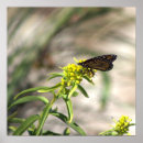 Recherche de papillon jaune posters Nature