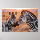 Recherche de safari posters Amour