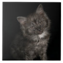 Recherche de le chat noir carreaux Pour elle