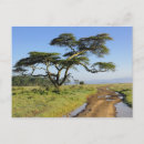Recherche de acacia cartes postales Paysage