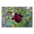 Recherche de bourguignon posters Rose
