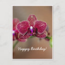 Recherche de phalaenopsis cartes postales Floral