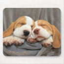 Recherche de chiot beagle tapis souris Photographie