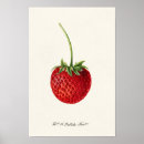 Recherche de fruit vegetable posters Strawberry