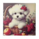 Recherche de frise de bichon carreaux Mignon