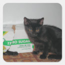 Recherche de chaton mignon autocollants Photographie