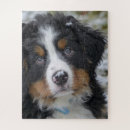 Recherche de chien de montagne bernese puzzles Dog