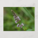 Recherche de menthe cartes postales Fleur sauvage