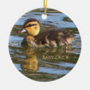 Recherche de canard de bébé Animaux