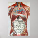 Recherche de biologique humaine posters Diagramme