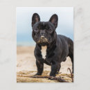 Recherche de bouledogues cartes postales Animaux de compagnie