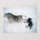 Recherche de sibérie cartes postales Huskies