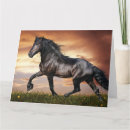 Zoek naar mooi paard kaarten Paarden