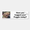 Recherche de puggle Chiens