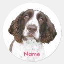 Recherche de épagneul de springer anglais cadeau emballages Chien