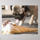 Zoek naar hond posters Close up