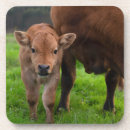 Recherche de veau dessous de verres Jeune animal