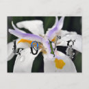 Zoek naar dauw briefkaarten Bloemen