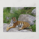 Recherche de tigre cartes postales nature