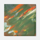 Recherche de carpe koi magnets Eau