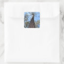 Recherche de de ponderosa Forêt
