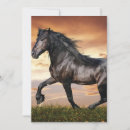 Recherche de cheval noir invitations Chevaux