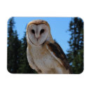 Recherche de chouette magnets Animaux