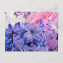Recherche de jacinthe cartes postales Botanique
