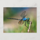 Recherche de dragon bleu cartes postales Beau