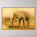 Recherche de éléphant africain posters Imprimer