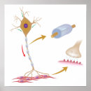 Recherche de neurones posters Cerveau