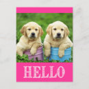 Recherche de bonjour cartes postales Chiots