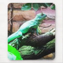 Recherche de habitat tapis souris Vert