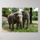 Recherche de éléphant asiatique posters Éléphants
