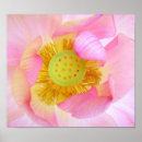 Recherche de rose macro posters Couleur
