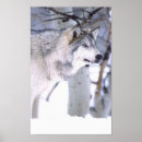 Recherche de loup bleu posters Animal