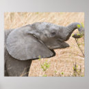 Recherche de juvénile posters Animal