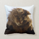 Recherche de maine coon coussins Animaux