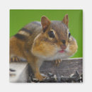 Recherche de amant de nature magnets Faune