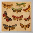 Recherche de insecte posters Chenille