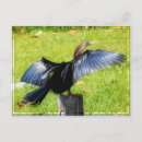 Zoek naar verspreiding briefkaarten Vogel