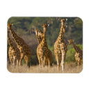 Zoek naar kenia magneten Wild