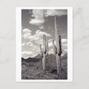 Recherche de sonora cartes postales Cactus
