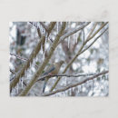 Recherche de tourterelles cartes postales Pour tous
