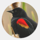 Zoek naar merel stickers Natuur
