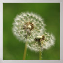 Recherche de copie de jardin posters Floral