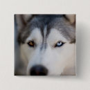 Recherche de malamute badges Sibérien husky